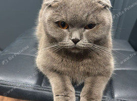 Scottish Fold looking for new home
