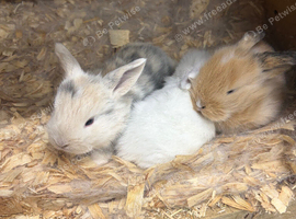 3 x Mini lops for sale