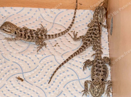 Baby bearded dragons