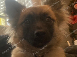 Female shy gorgeous girl
