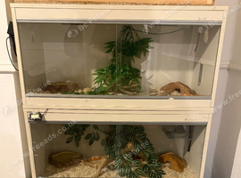2 corn snakes