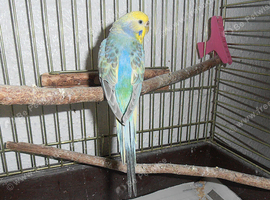 Female Rainbow Budgie 12 months old