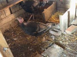 Turkey