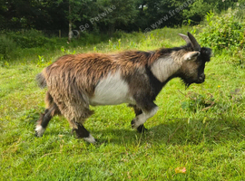 3 pygmy goats for sale