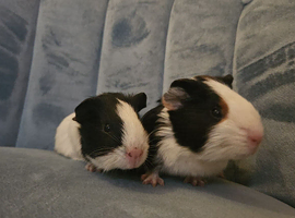 Guinea Pigs For Sale