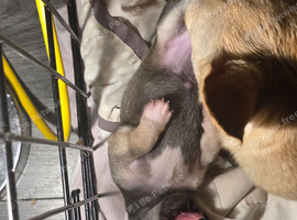 2 female pups
