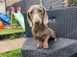 Miniature dachshund