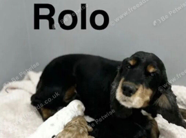 Rolo adorable apricot girl and black boy puppies