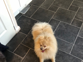 Pomeranian male dog 2 years old.