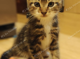 Adorable Kittens Looking for Their Forever Homes! We are happy to announce that 5 sweet, healthy, and playful kittens are now ready to find their lovi