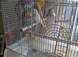 Beautiful budgie for sale