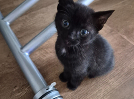 Kittens
