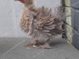 5 bantam chickens