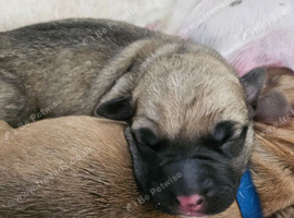 Staffy cross german shepard puppies