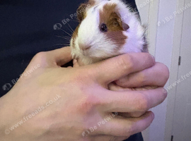 2 7 month old females