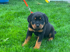 9 beautiful Rottweiler puppies for sale