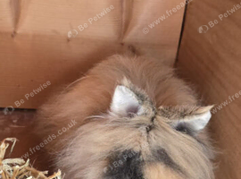 3 rabbits x2 female 1 male longhaired lionheads