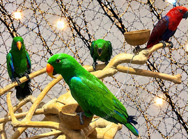 Baby HandReared Super Tame Male Eclectus Parrot,