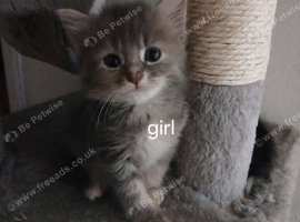 Mainecoon cross kittens