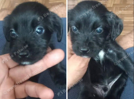 Cocka pattendale terrier