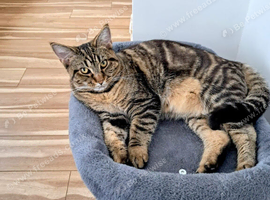 7 month old female (Tibby)