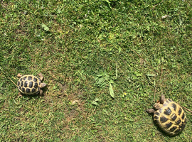 2 Horsefield tortoises