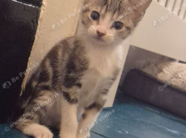 Beautiful female tabby kitten looking for a home