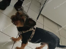 Yorkshire terrier boy