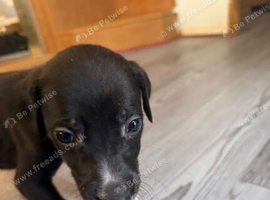 Sulki whippet collie greyhound