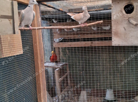 BARBARY DOVES   YOUNG VARIOUS COLOURS