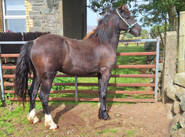 Welsh D gelding