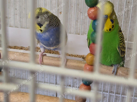 Breeding Pair Budgies