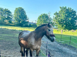 13.2 5year old dun mare - poss in foal