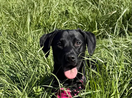 Beautiful black lab