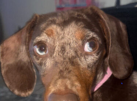 KC Registered Daschund puppies