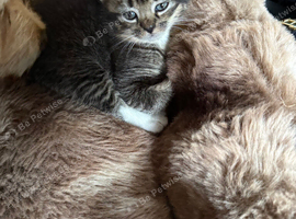 3 beautiful kittens