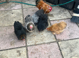12 mixed colours of Pekin hatching eggs for sale