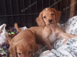 Cocker spaniel puppies