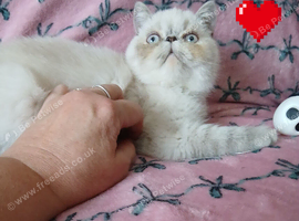 Excellent pedigrees GCCF PERSIAN EXOTICS