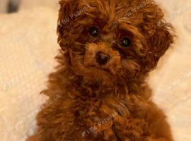 Teacup red poodle