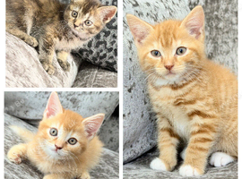 Ready to leave! BRITISH SHORTHAIR X KITTENS