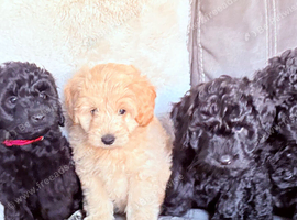 Bordoodle Puppies &ndash;  f1bbb, non moulting and Hypoallergenic