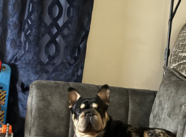 French bull dog