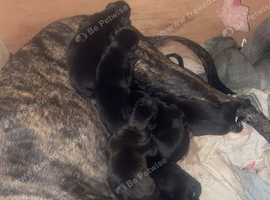 Belgian Malinois X Whippet Bull Malinois