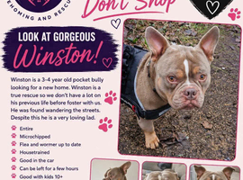 Winston- Pocket Bully