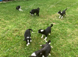 4 collie boys