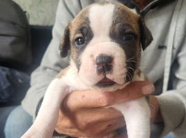 American Bulldog x Cane Corso