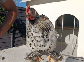 Beautiful colour Pekin boys, Chocolate laced, Silver spangled, columbian,