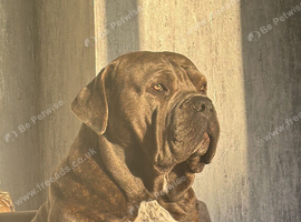 Cane corso male