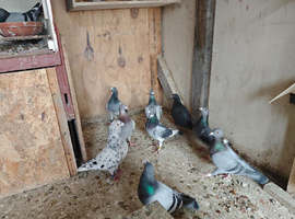 Racing pigeon/rare colours